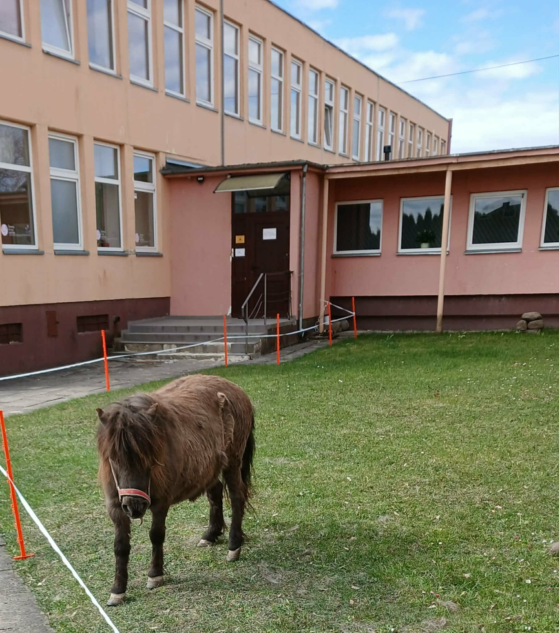 You are currently viewing Ar žinote, kad laimė turi keturias kanopas ir labai minkštą nosį?